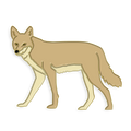 Boring Coyote