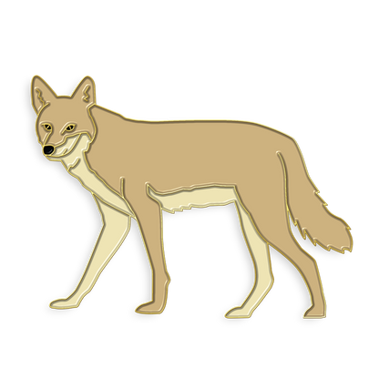 Boring Coyote