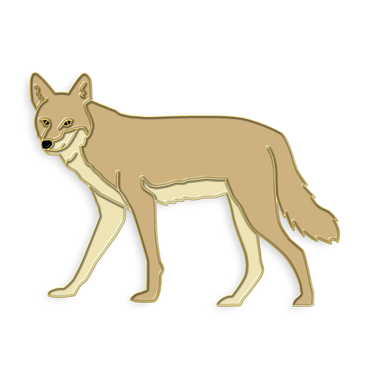 Coyote