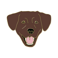 Boring Chocolate Lab