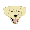 Boring Yellow Lab